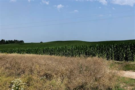 Premium Photo | Ripe wheat harvest in summer