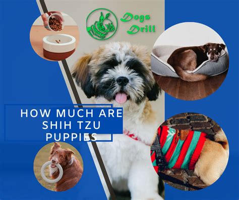 How Much Are Shih Tzu Puppies - DogsDrill