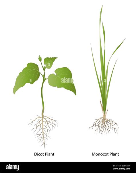 Angiosperm Monocot Examples