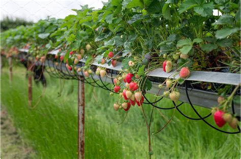 Strawberry picking in the farm | High-Quality Nature Stock Photos ...