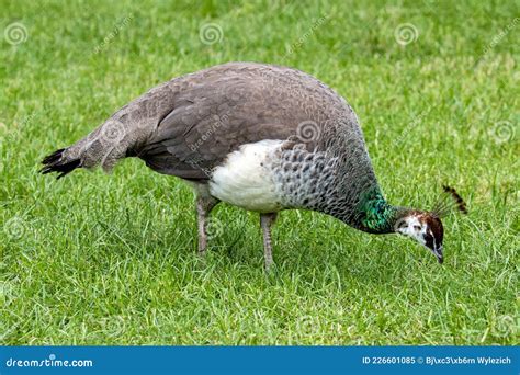 Indian peafowl stock image. Image of peahen, feathers - 226601085