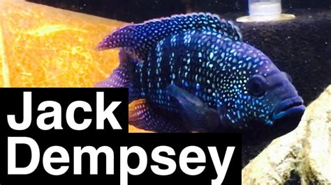 Jack Dempsey Fish - All you need to know about this Cichlid