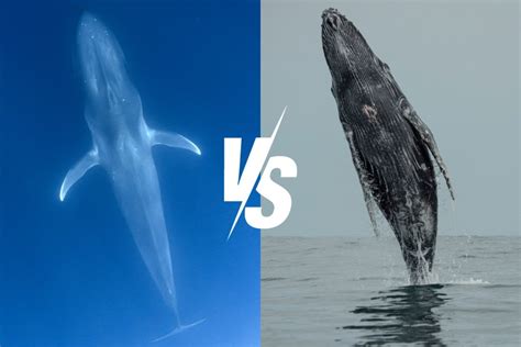 Blue Whale Size Comparison: Discover How Big They Really Are – Ocean ...