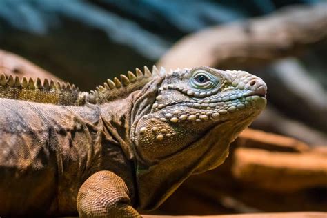 Portrait of an Iguana in Its Natural Habitat. Photo from a Close Distance on the Background of ...