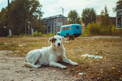 Meet and assist the dogs of Chernobyl with Airbnb