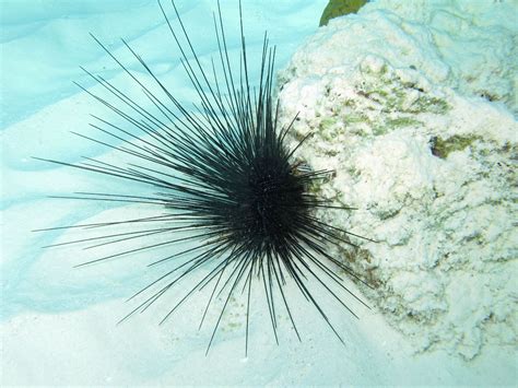 Diadema antillarum: long spine sea urchin | Urchin, Sea urchin, Plants