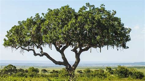 South African Trees: 8 Impressive Ones You Must See - Shamwari