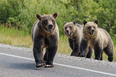 Grizzly mama of the Tetons sets out to break a record - WyoFile