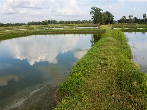 How to Start a Crawfish Farm