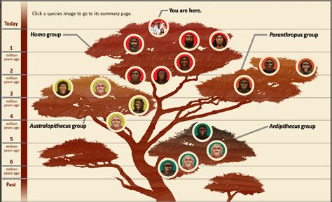 Human Evolution – Milestones and Family Tree – Elpidio Valdes