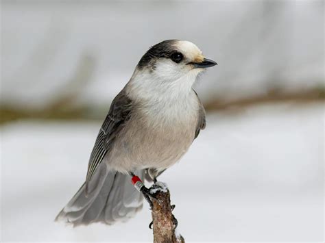 What Is The National Bird of Canada? (And Why) | Birdfact