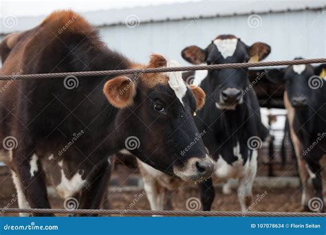 Jersey Cows /dairy Cattle Farm Stock Photo - Image of natural, countrye: 107078634