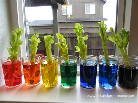 Pink and Green Mama: Kitchen Counter Science with Kids: Rainbow Celery Experiment # ...