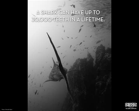 Shark Week Toolkit – One World One Ocean