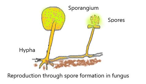 Spore Formation Class 10 - CBSE Class Notes Online - Classnotes123