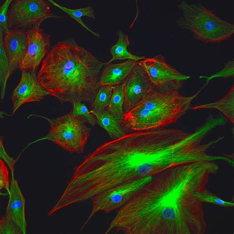 Invitrogen Molecular Probes FluoCells Prepared Slide No. 2 Prepared Slide | Fisher Scientific