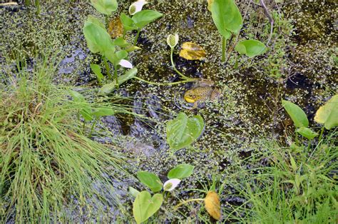 Wetland Edibles | Coastal Maine Botanical Gardens