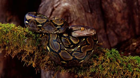 All About the Python Snake: Diet, Adaptation and Habitats | HowStuffWorks