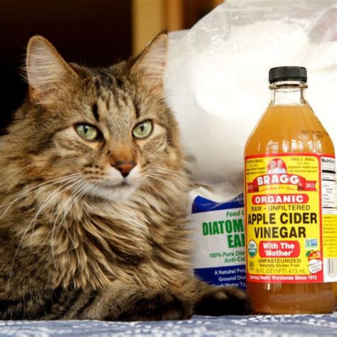 5 Natural Ways to Prevent & Get Rid of Fleas on Cats