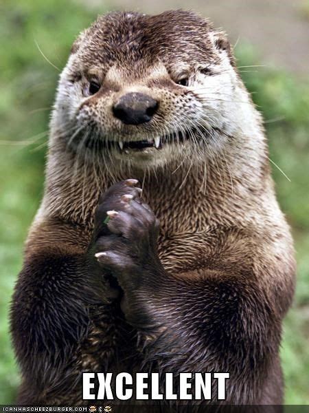 Scheming Otter's Plans Fall Into Place | Otters funny, Otter meme ...