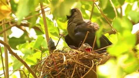 Crow's Nesting Story!! - YouTube