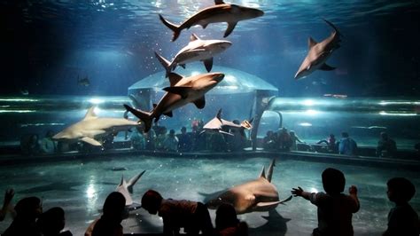 Oklahoma Aquarium giving away chance to dive into a tank of bull sharks - ABC7 Los Angeles