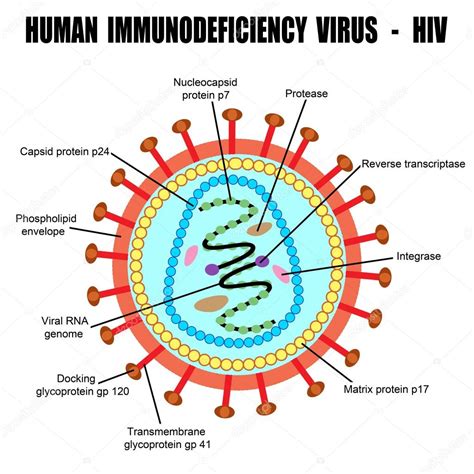 Structure of human immunodeficiency virus Stock Vector Image by ©roxanabalint #22852810