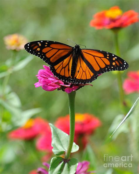 Monarch Color Photograph by Edward Sobuta - Fine Art America