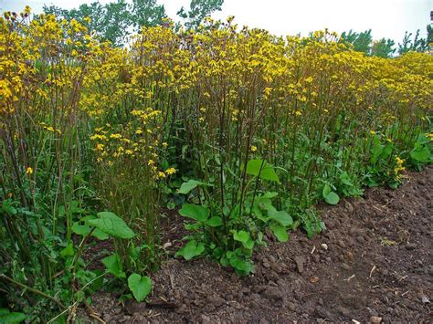 Golden Ragwort - Packera Aurea - Lincoln Landscaping