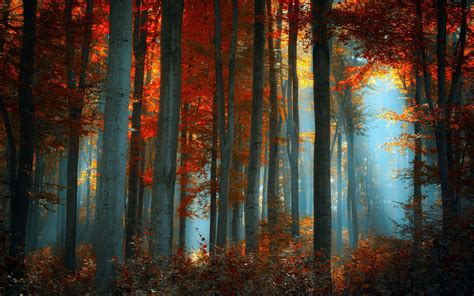 Autumn Forest Wallpapers - Wallpaper Cave