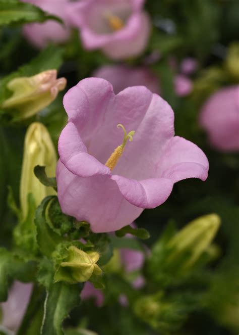 CAMPANULA medium CAMPANELLA PINK - Muller Seeds