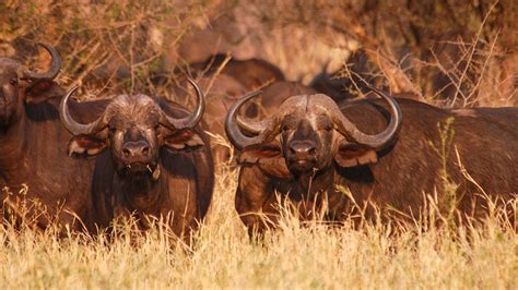 Mpala Live! Field Guide: African buffalo | MpalaLive