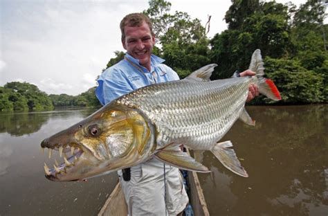 Pez Tigre Goliat | Tiger fish, Unusual animals, Scary animals