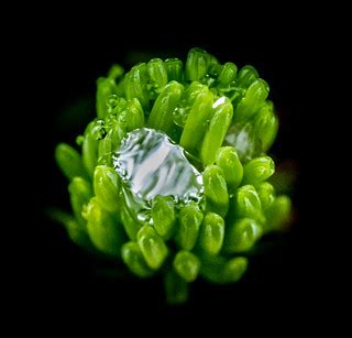 Water drop in pine needle tip | Steve Batch 61 | Flickr