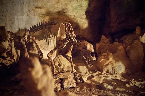 Europe’s cave bears may have died out because of their large sinuses ...