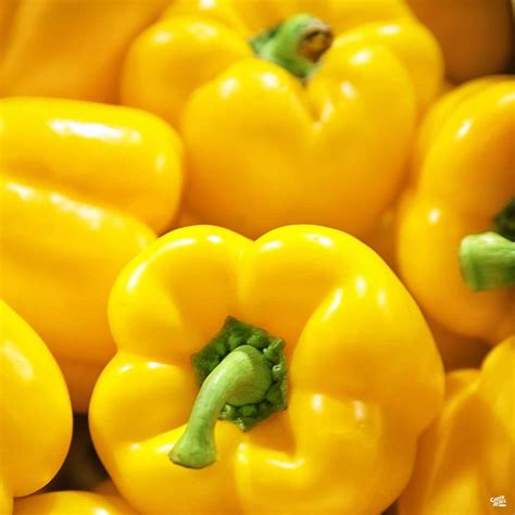 Pepper 'Yellow Bell' — Green Acres Nursery & Supply