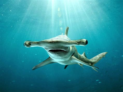 Hammerhead shark | Shark facts, Hammerhead shark, Shark