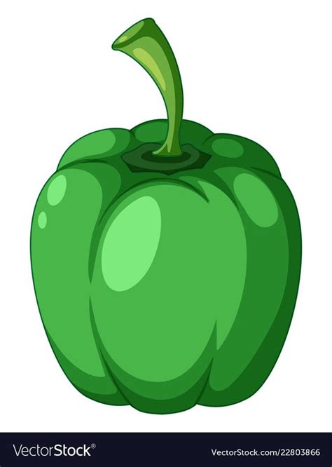 A green capsicum on white background vector image on VectorStock | Green capsicum, White ...