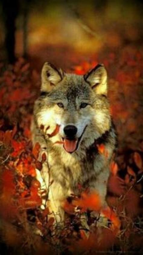 Fall Wolf Wallpapers - Wallpaper Cave