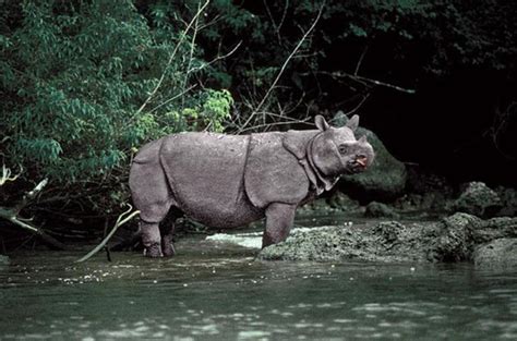 Javan rhino population holds steady amid ever-present peril | South ...