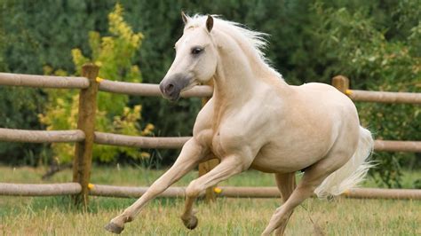 خلفيات خيول صور وخلفيات رائعة ومميزة للخيول | Horses, White horses ...