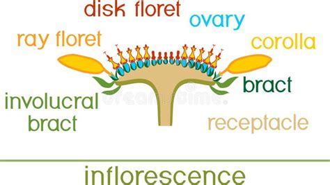 Structure of Flower of Sunflower in Cross Section. Structure of Ray Zygomorphic and ...