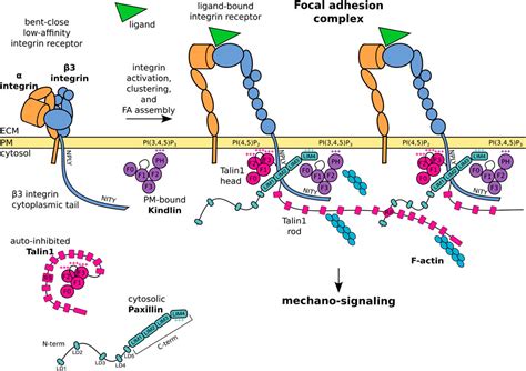 Frontiers | Paxillin: A Hub for Mechano-Transduction from the β3 Integrin-Talin-Kindlin Axis