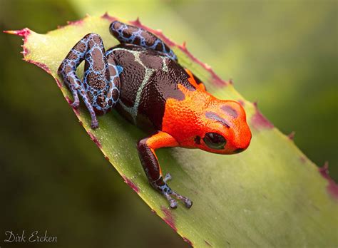 Red Headed Poison Dart Frog Photograph by Dirk Ercken - Fine Art America