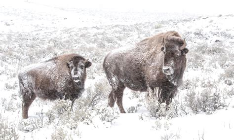 Bison Snow_NGP | Photos | WWF