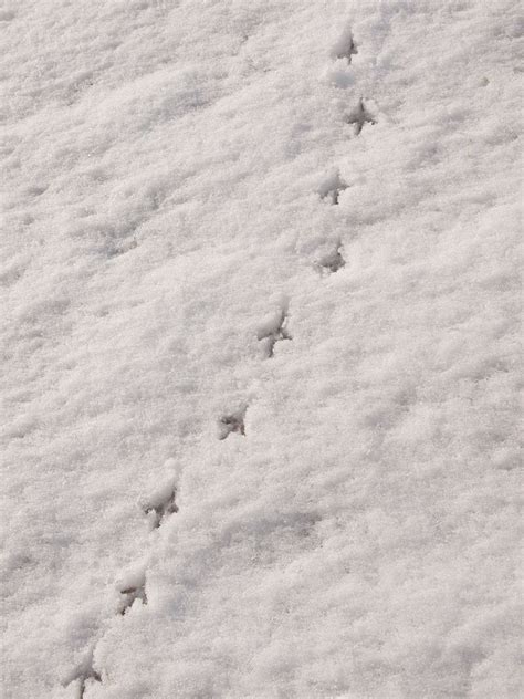 Fisher Cat Tracks In Deep Snow