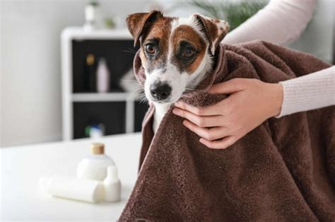 5 Pawesome Ways To Get Rid Of Dog Smell Without Bath