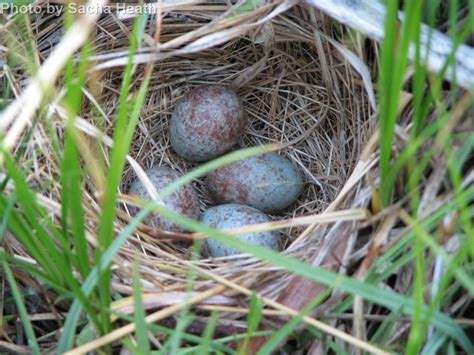 White-crowned Sparrow - East Cascades Audubon Society