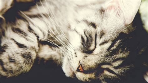 Sleeping kitten | HD wallpaper, 4K, desktop background, free picture ...