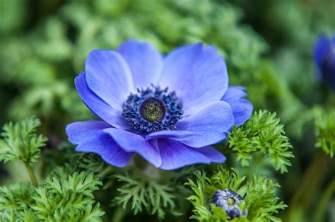 Blue Anemone Flower